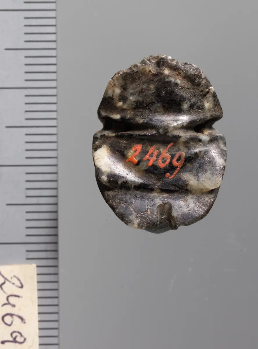 Mumienskarabäus