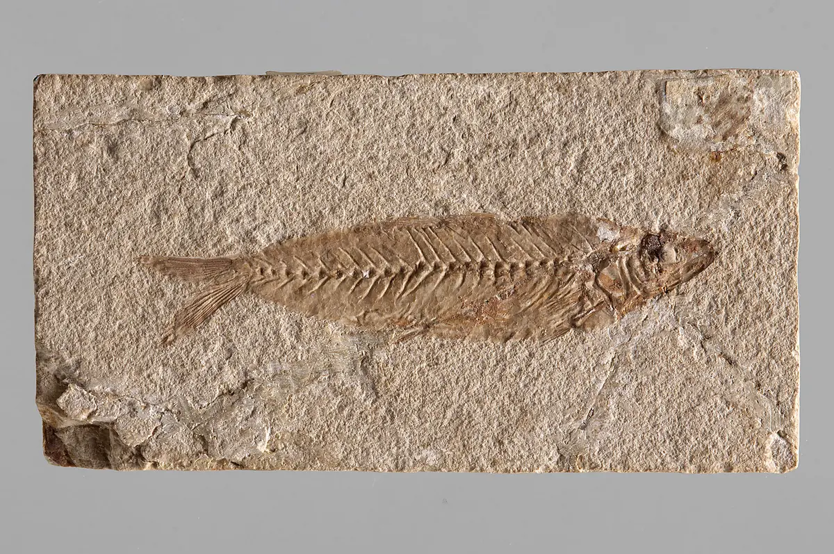 Fisch, Fossil, Fischabdruck