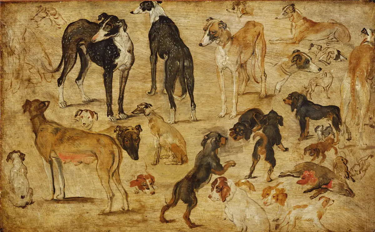 Tierstudie (Hunde)