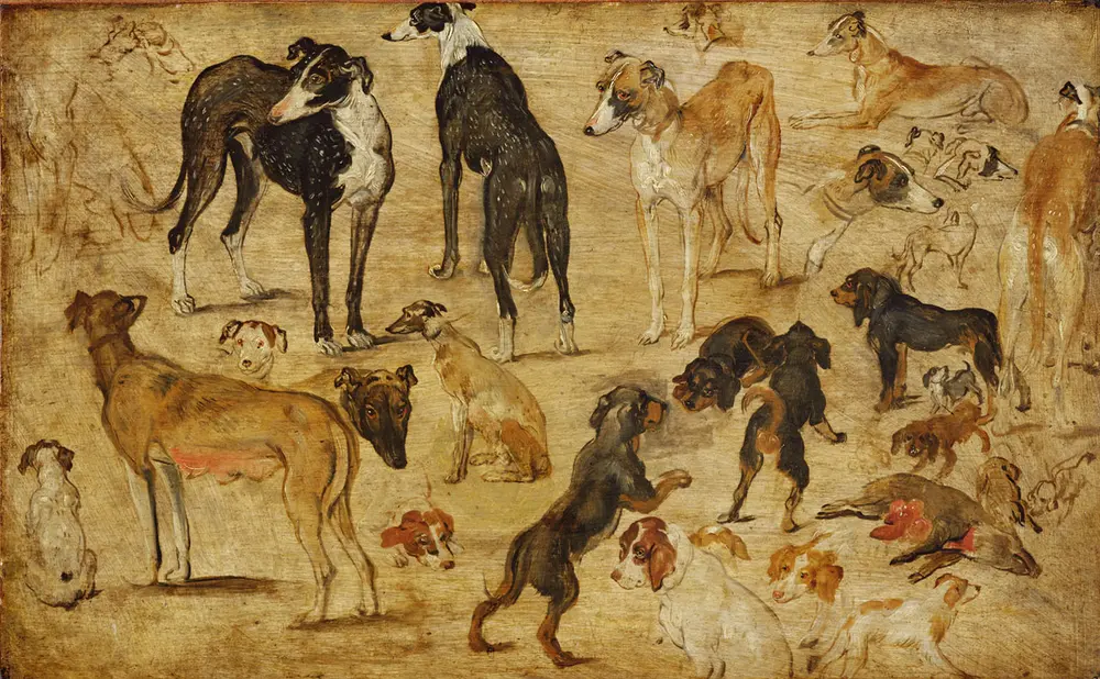 Animal Studies (Dogs)