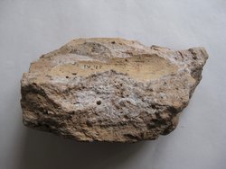 Fragment einer Sima mit Tierkampfgruppe: Wild reißender Löwe