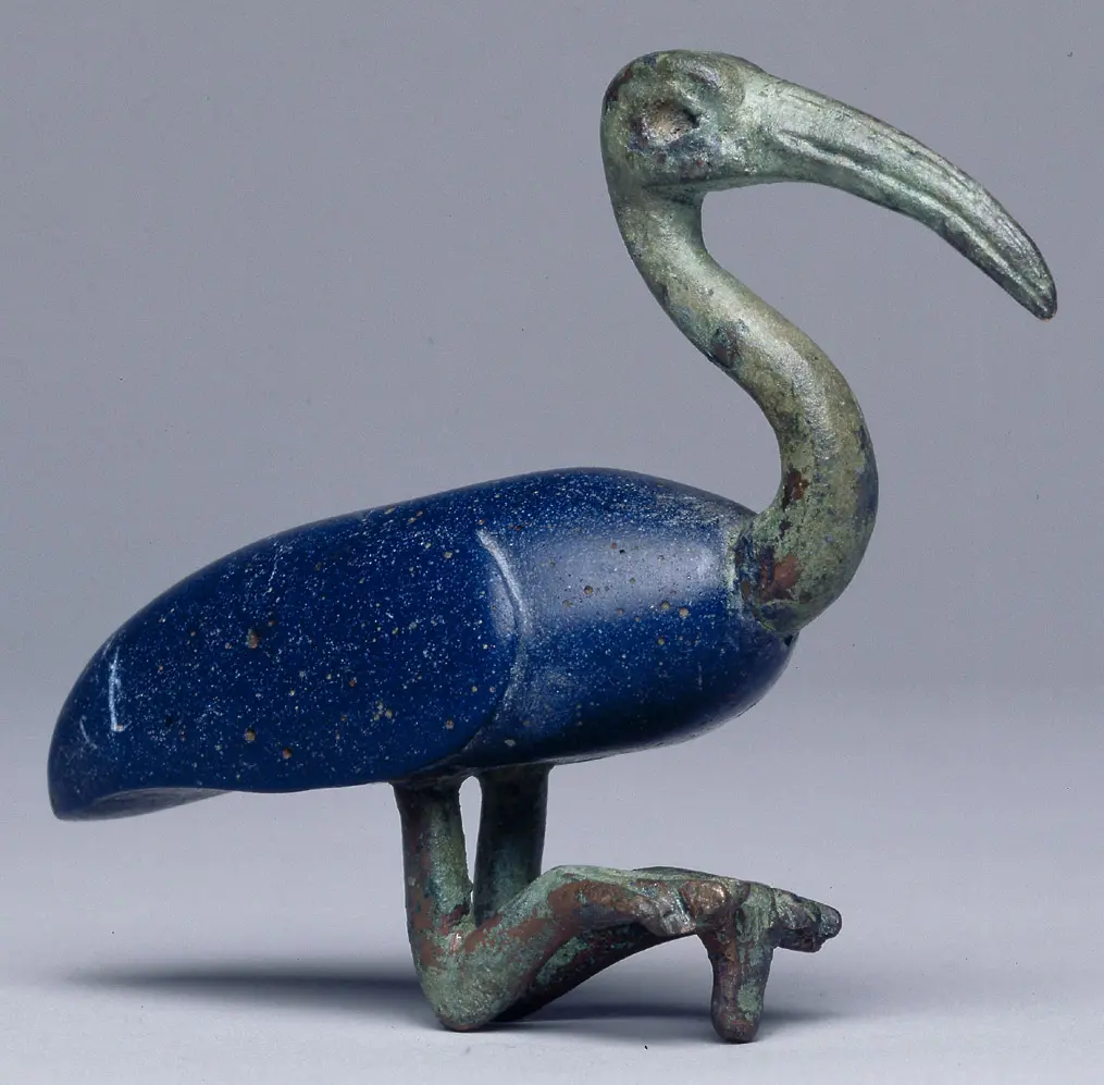Sitzender Ibis