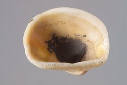 Kleine Muschelschale mit Kohlresten