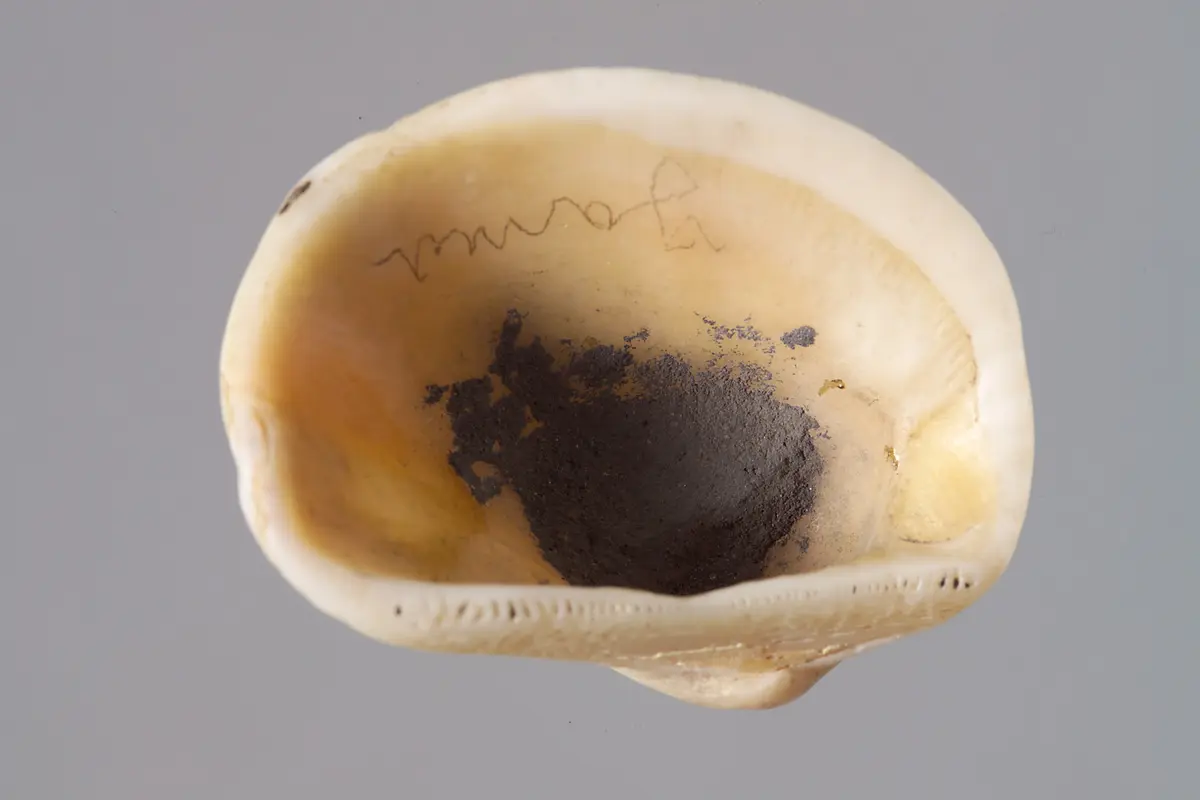 Kleine Muschelschale mit Kohlresten