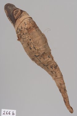 Kleine Krokodilsmumie