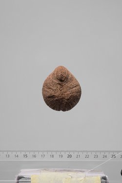 Früchte der Dumpalme