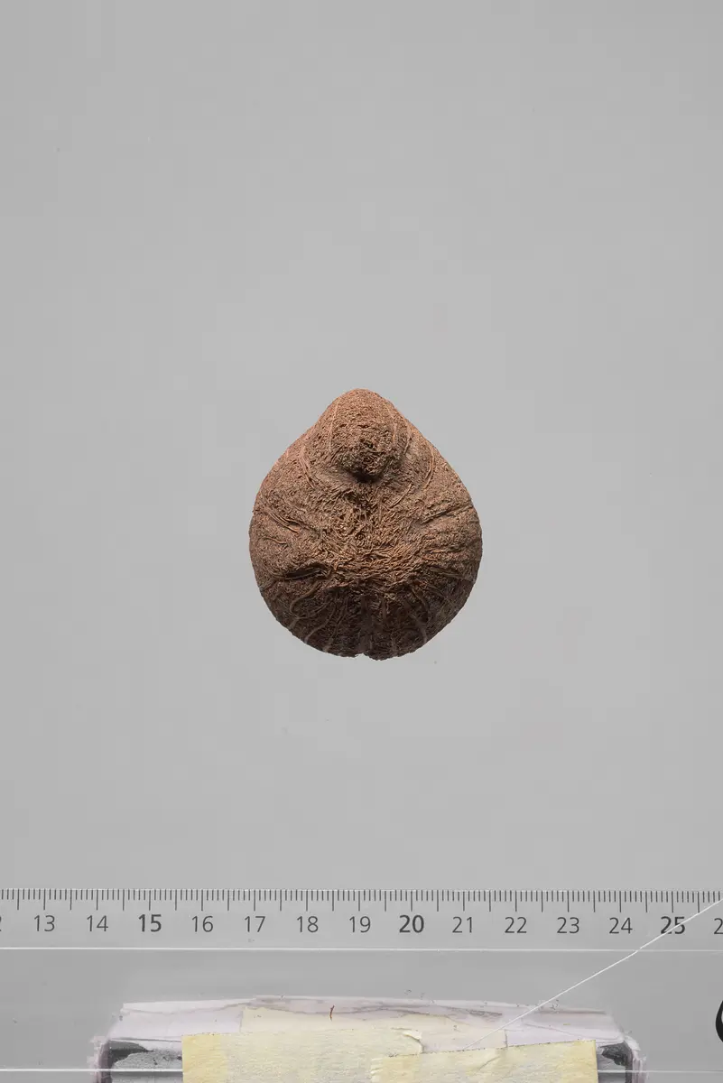 Früchte der Dumpalme