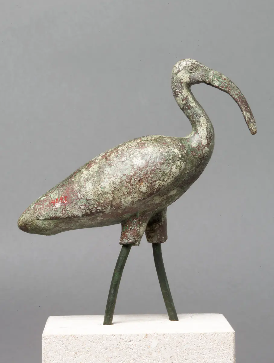 Schreitender Ibis