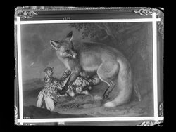 Fuchs mit Hahn