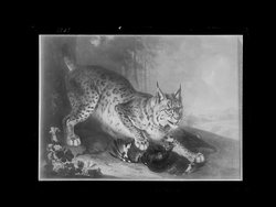 Luchs mit Auerhahn