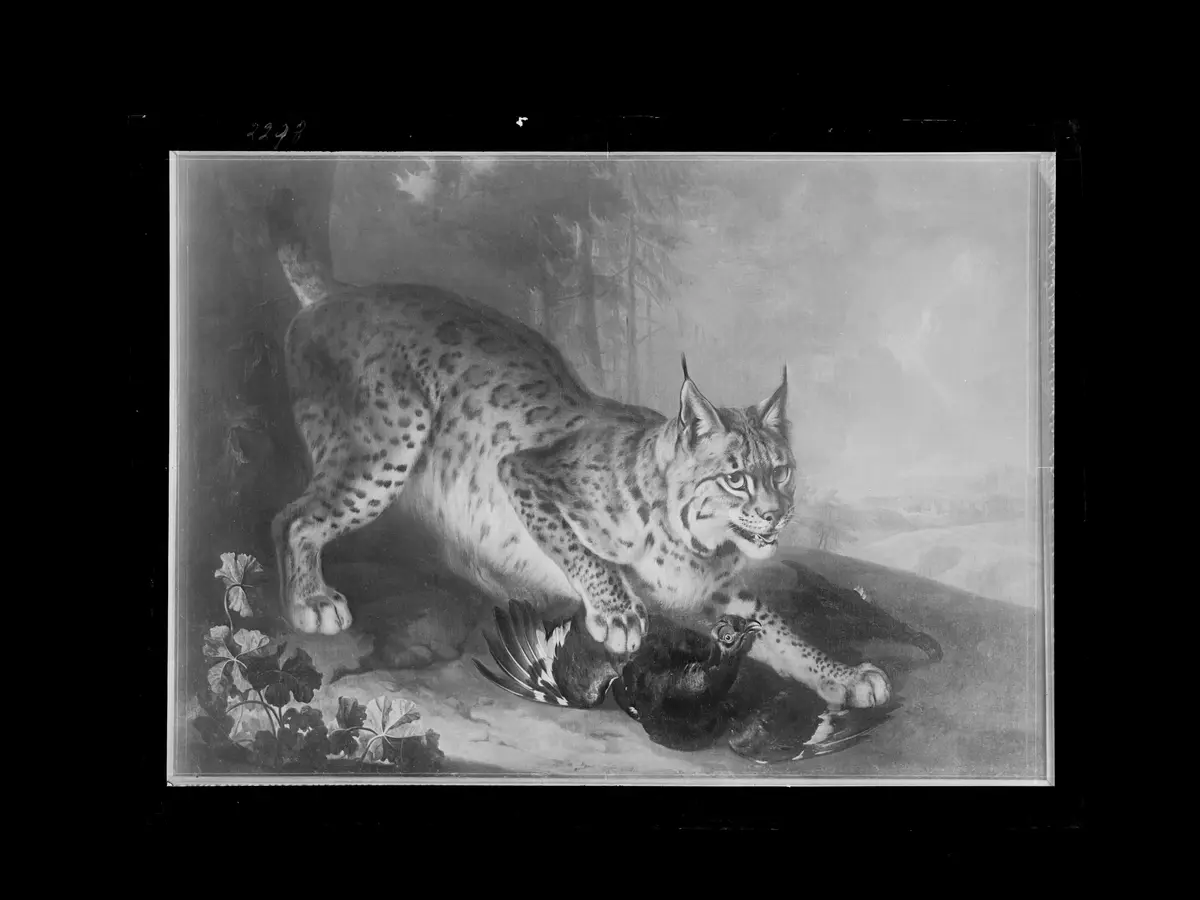 Luchs mit Auerhahn