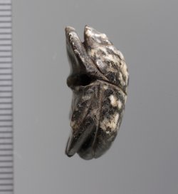 Mumienskarabäus