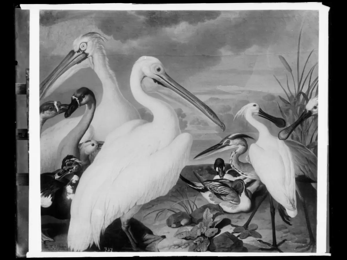 Pelikane und andere Vögel
