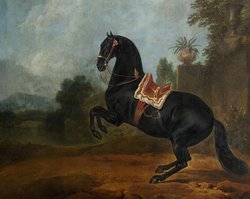 Kaiserlicher Hengst in der Levade