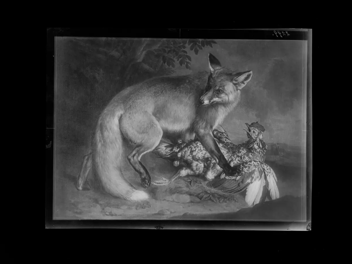 Fuchs mit Hahn