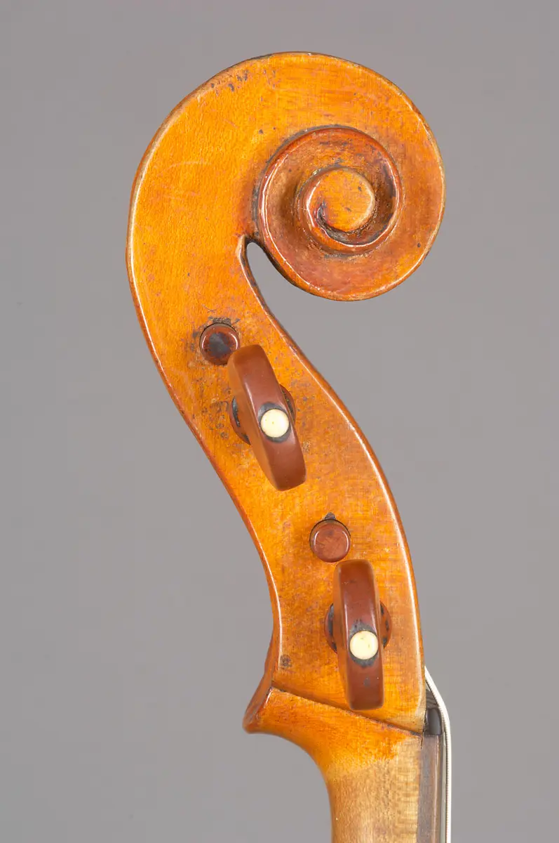 Viola