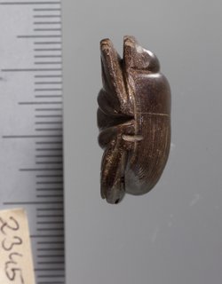 Mumienskarabäus