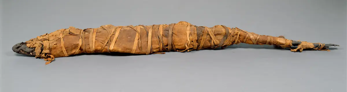 Großes Krokodil