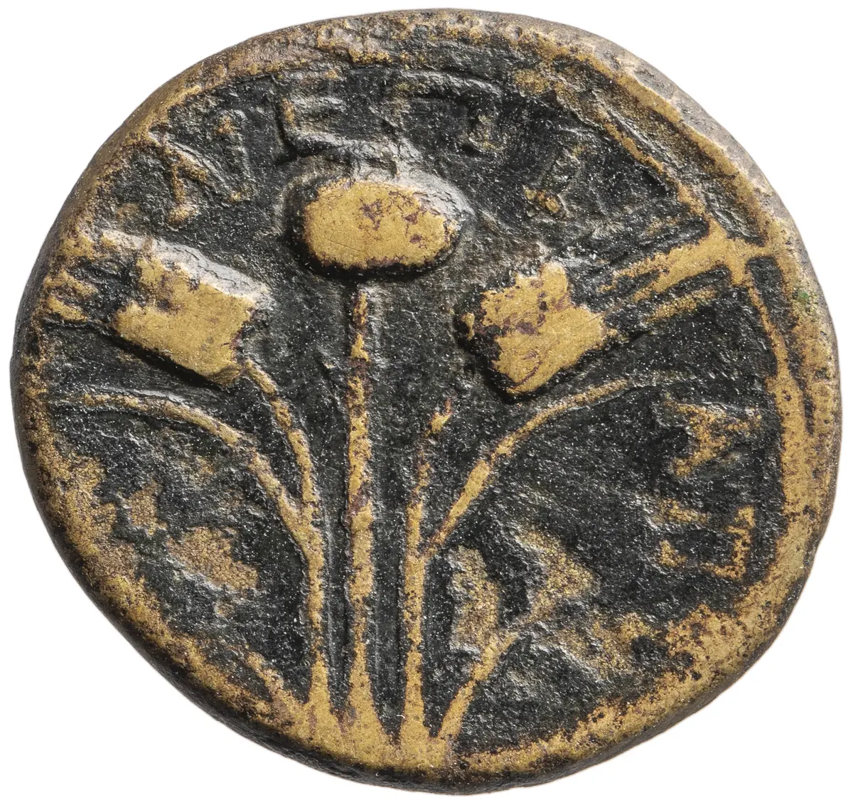 Elaia: Nero