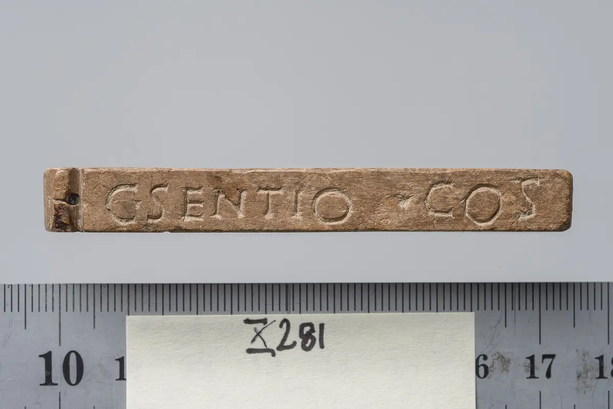Tessera nummularia