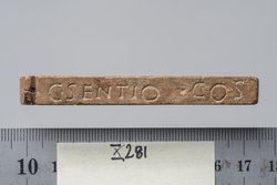 Tessera nummularia