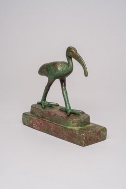 Schreitender Ibis