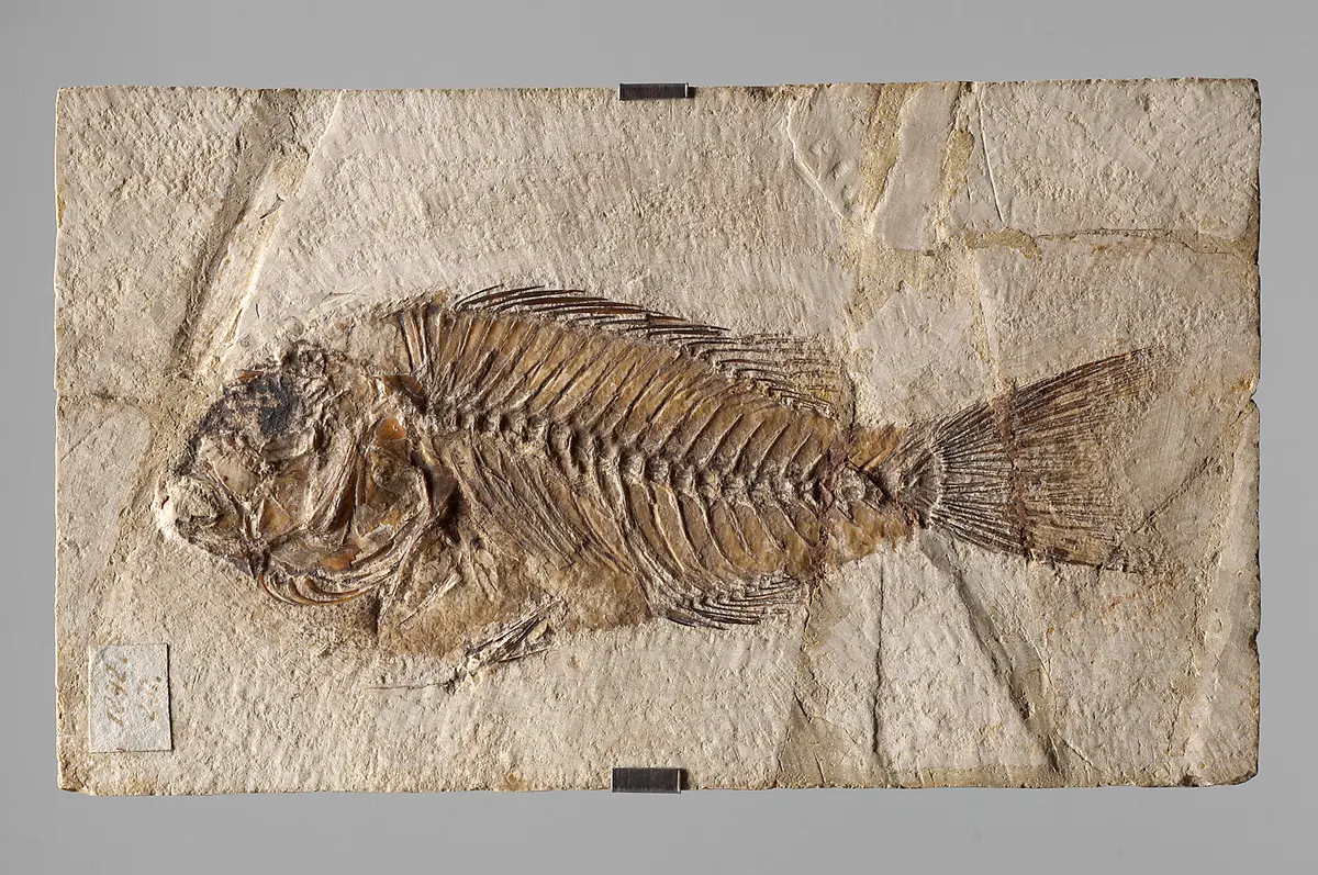 Fisch, Fossil, Fischabdruck