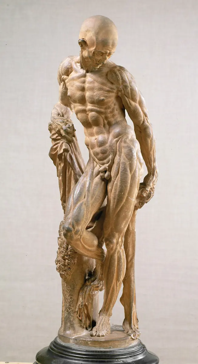 Ecorché (Muskelmann)