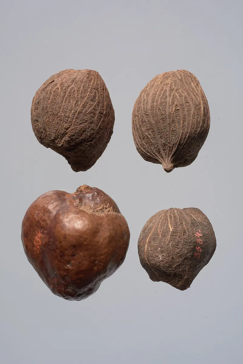 Früchte der Dumpalme