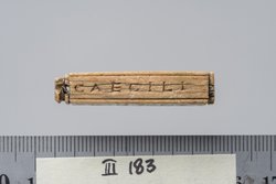 Tessera nummularia