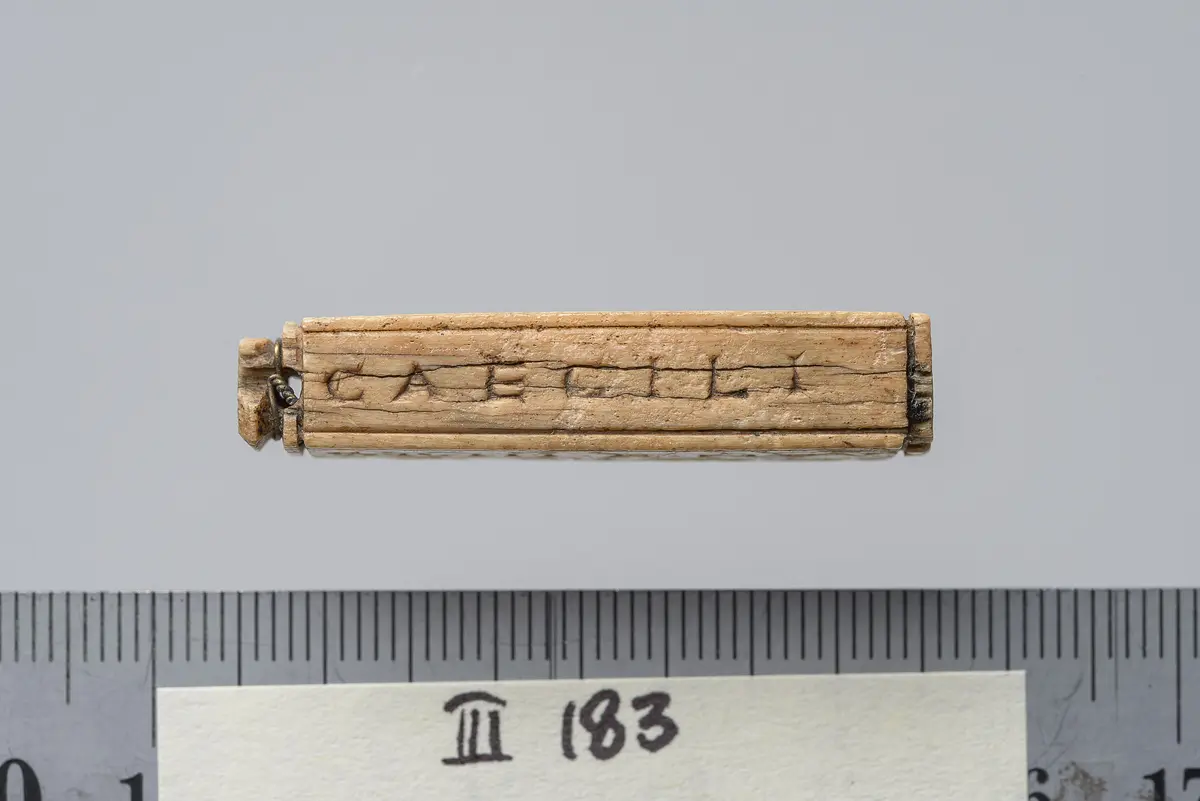 Tessera nummularia
