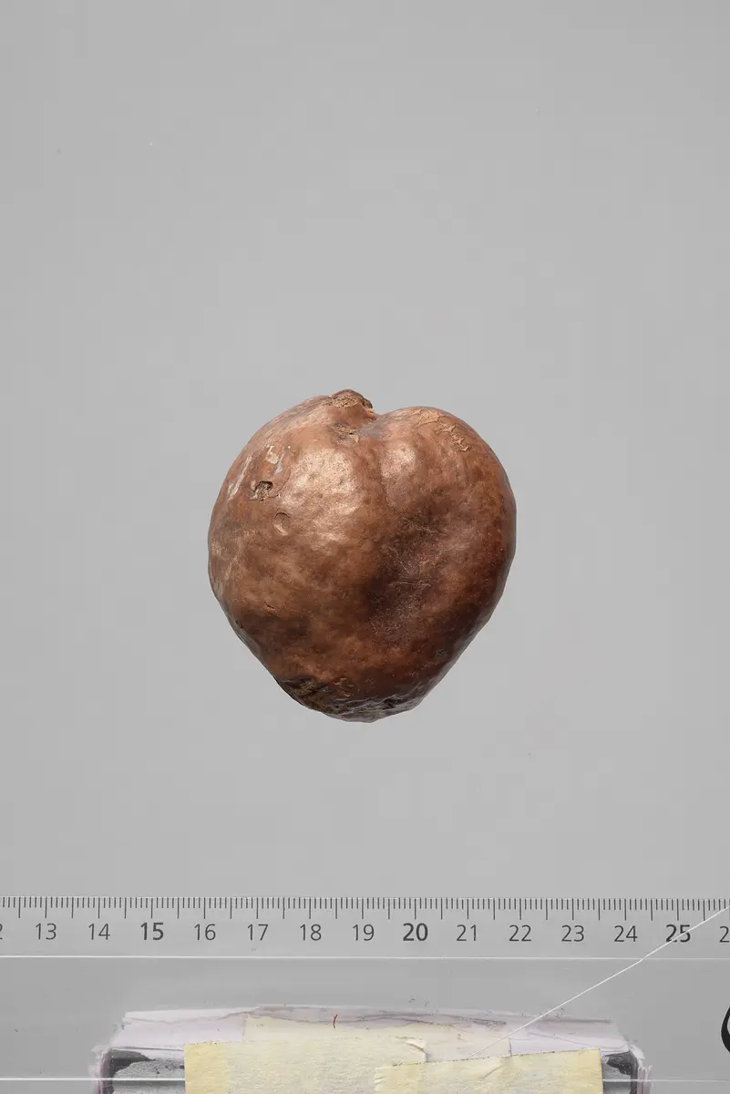 Früchte der Dumpalme