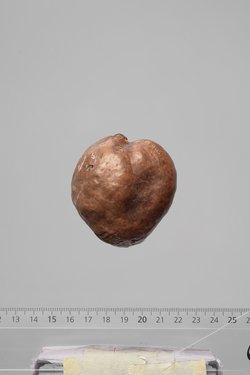 Früchte der Dumpalme
