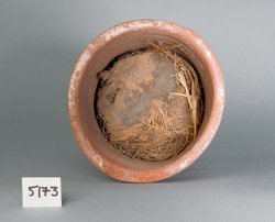 Ibismumie in kegelförmigem Tongefäß