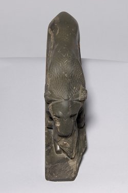 Löwe, der ein Rind reißt