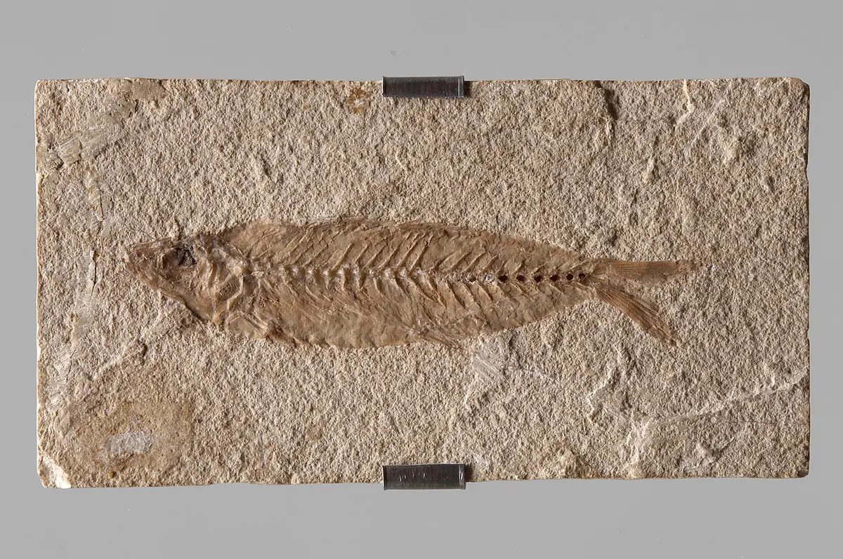 Fisch, Fossil, Fischabdruck