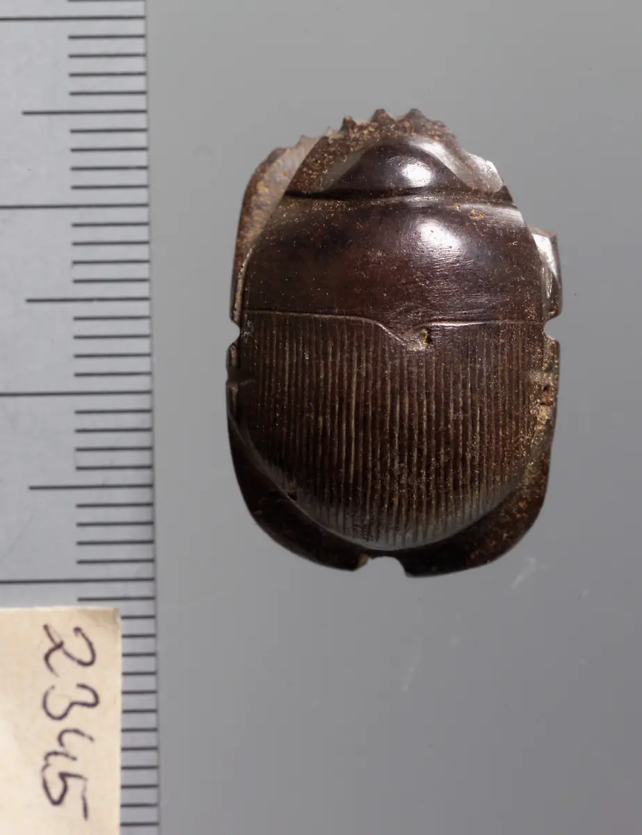 Mumienskarabäus