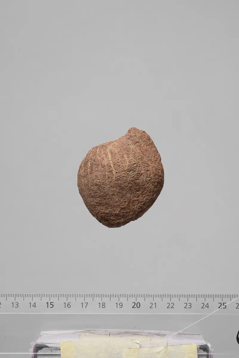 Früchte der Dumpalme