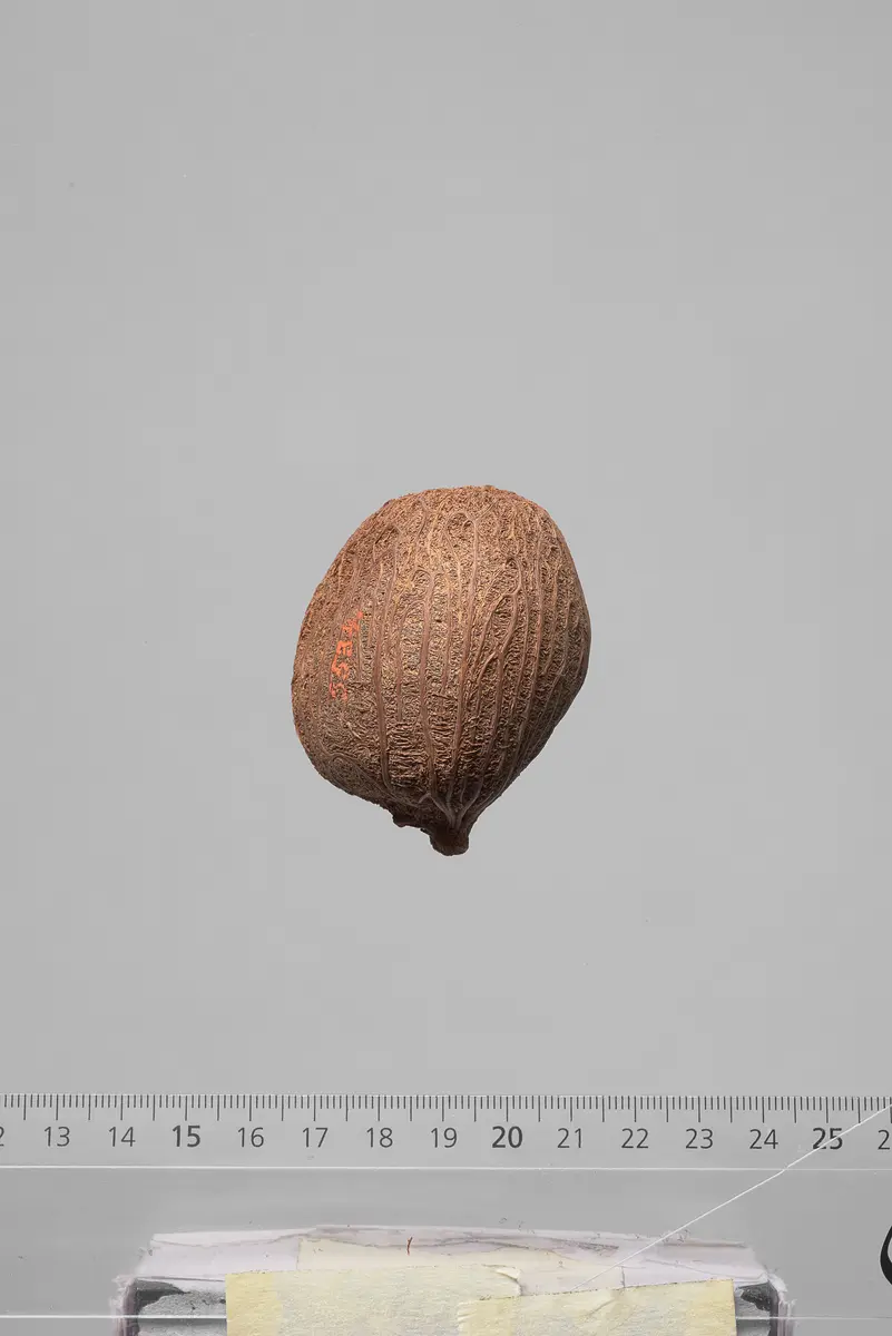 Früchte der Dumpalme
