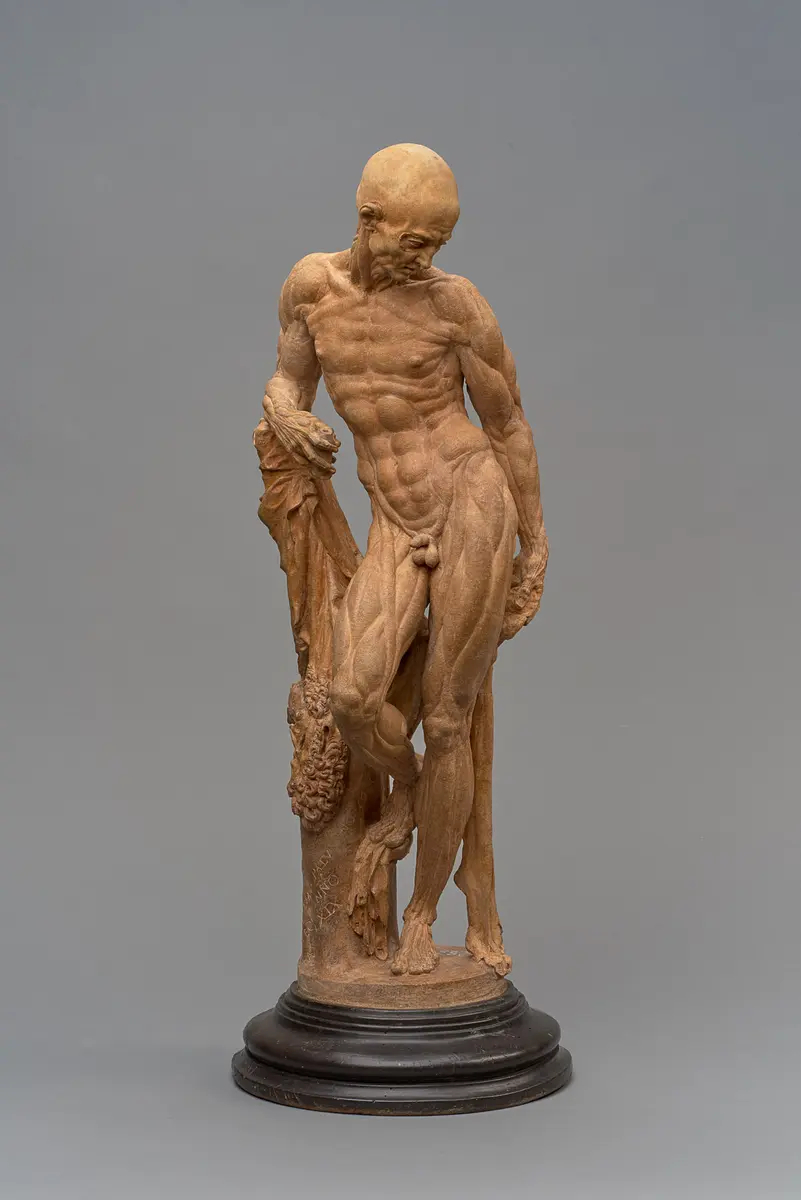 Ecorché (Muskelmann)