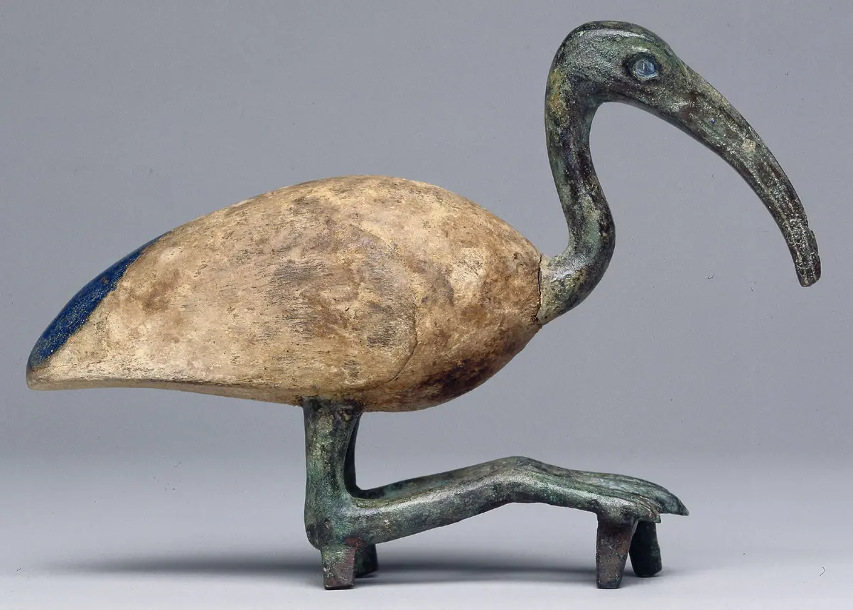 Sitzender Ibis
