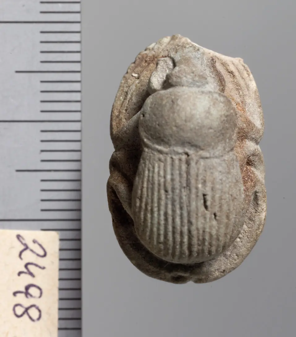 Mumienskarabäus