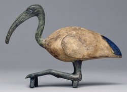 Sitzender Ibis