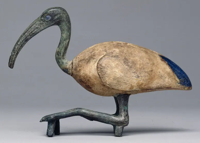 Sitzender Ibis