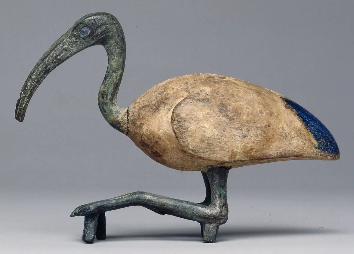 Sitzender Ibis