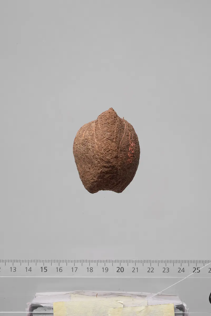 Früchte der Dumpalme