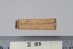 Tessera nummularia