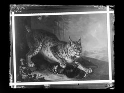 Luchs mit Auerhahn