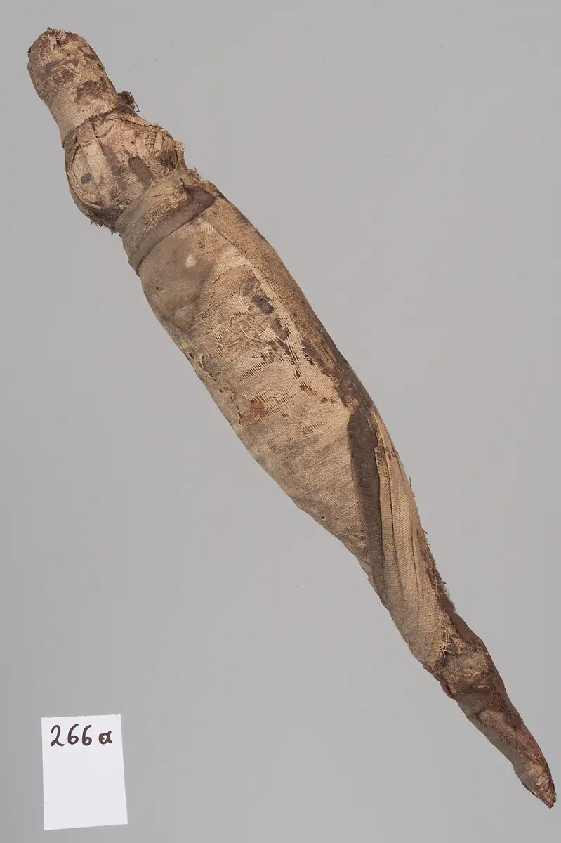 Kleine Krokodilsmumie