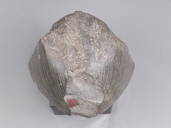 Head from a sphinx of Senwosret III 